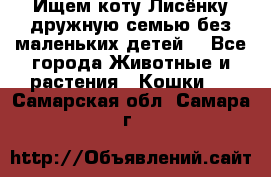 Ищем коту Лисёнку дружную семью без маленьких детей  - Все города Животные и растения » Кошки   . Самарская обл.,Самара г.